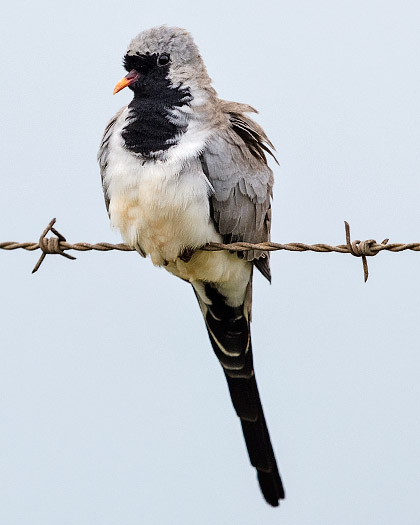 Namaqua Dove male